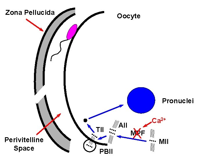 Zona Pellucida Oocyte Pronuclei TII Perivitelline Space PBII AII Ca 2+ X MPF MII Zona Pellucida Oocyte Pronuclei TII Perivitelline Space PBII AII Ca 2+ X MPF MII