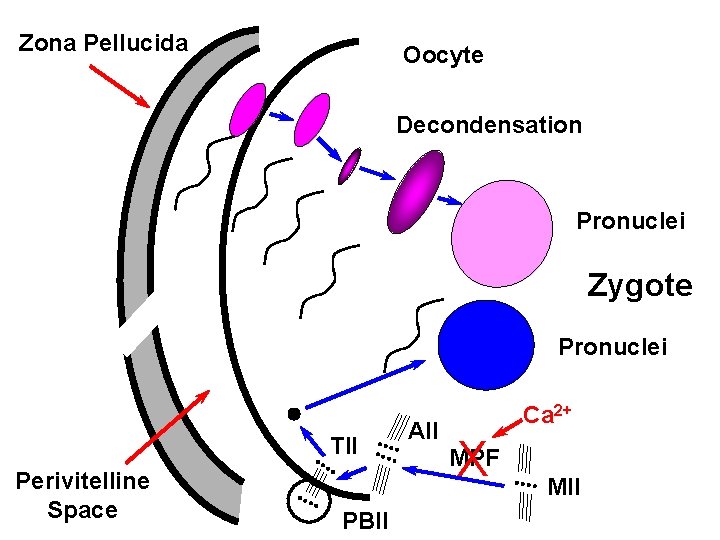 Zona Pellucida Oocyte Decondensation Pronuclei Zygote Pronuclei TII Perivitelline Space PBII AII Ca 2+ Zona Pellucida Oocyte Decondensation Pronuclei Zygote Pronuclei TII Perivitelline Space PBII AII Ca 2+
