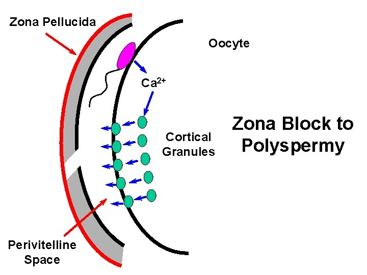 Zona Pellucida Oocyte Ca 2+ Cortical Granules Perivitelline Space Zona Block to Polyspermy Zona Pellucida Oocyte Ca 2+ Cortical Granules Perivitelline Space Zona Block to Polyspermy
