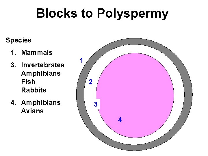 Blocks to Polyspermy Species 1. Mammals 3. Invertebrates Amphibians Fish Rabbits 4. Amphibians Avians Blocks to Polyspermy Species 1. Mammals 3. Invertebrates Amphibians Fish Rabbits 4. Amphibians Avians