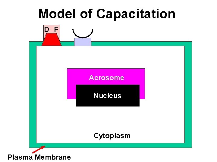 Model of Capacitation D F Acrosome Nucleus Cytoplasm Plasma Membrane Model of Capacitation D F Acrosome Nucleus Cytoplasm Plasma Membrane