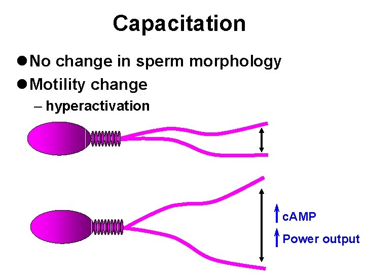 Capacitation l No change in sperm morphology l Motility change – hyperactivation c. AMP Capacitation l No change in sperm morphology l Motility change – hyperactivation c. AMP