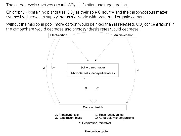 The carbon cycle revolves around CO 2, its fixation and regeneration. Chlorophyll-containing plants use