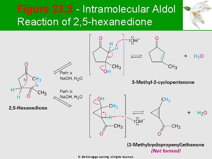 Figure 23. 3 - Intramolecular Aldol Reaction of 2, 5 -hexanedione © 2016 Cengage