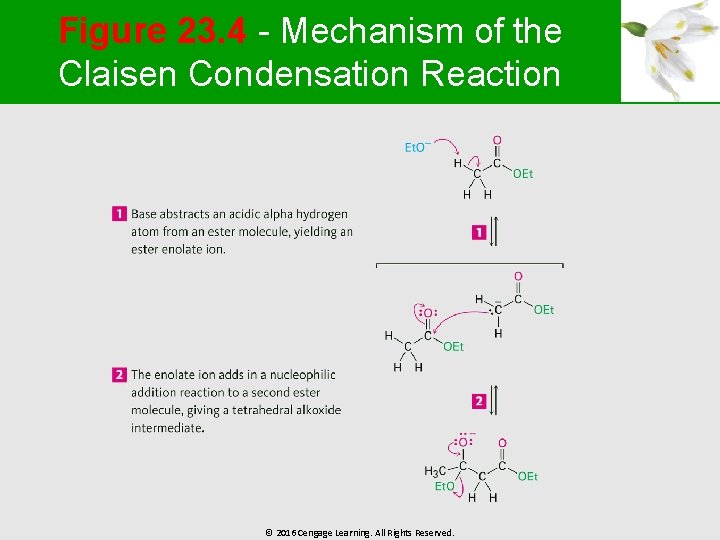 Figure 23. 4 - Mechanism of the Claisen Condensation Reaction © 2016 Cengage Learning.