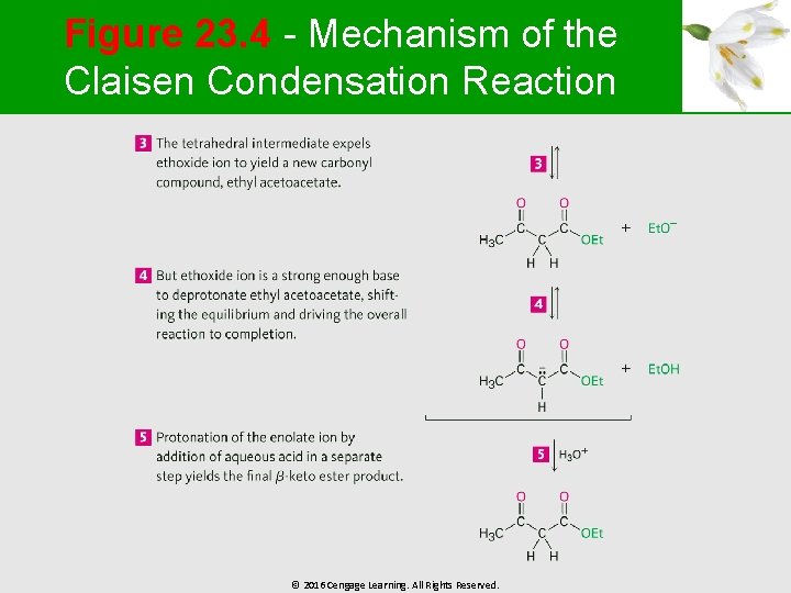 Figure 23. 4 - Mechanism of the Claisen Condensation Reaction © 2016 Cengage Learning.