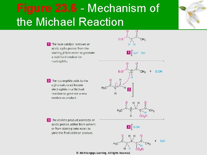 Figure 23. 6 - Mechanism of the Michael Reaction © 2016 Cengage Learning. All