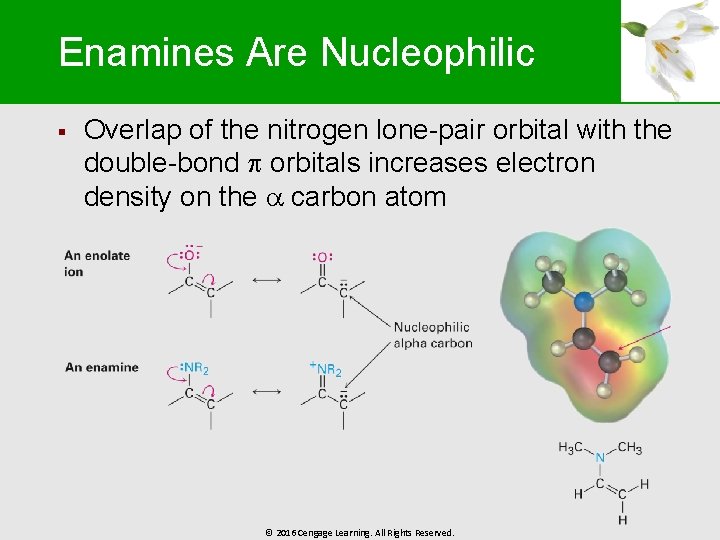 Enamines Are Nucleophilic § Overlap of the nitrogen lone-pair orbital with the double-bond orbitals