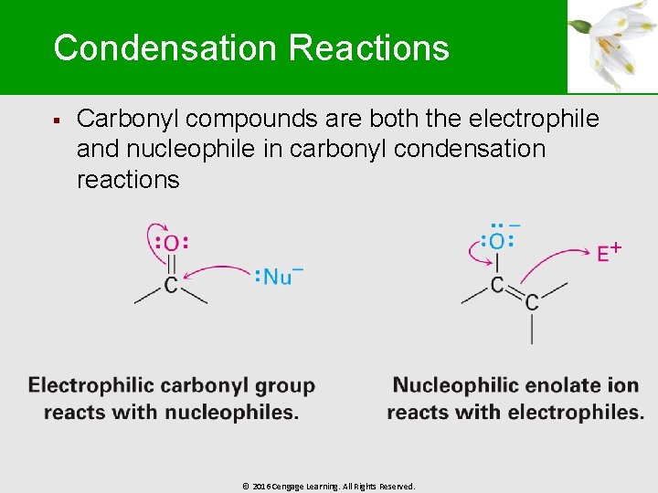 Condensation Reactions § Carbonyl compounds are both the electrophile and nucleophile in carbonyl condensation