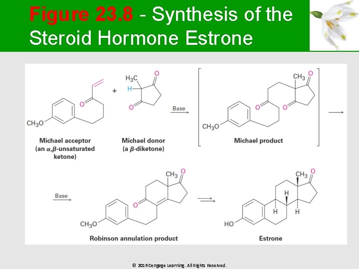 Figure 23. 8 - Synthesis of the Steroid Hormone Estrone © 2016 Cengage Learning.
