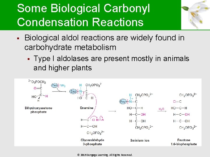 Some Biological Carbonyl Condensation Reactions § Biological aldol reactions are widely found in carbohydrate