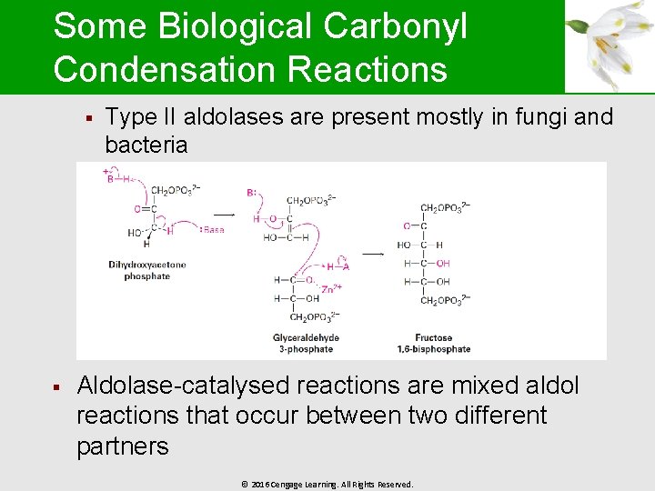 Some Biological Carbonyl Condensation Reactions § § Type II aldolases are present mostly in