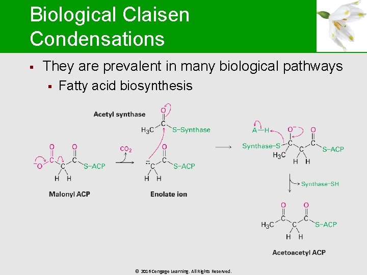 Biological Claisen Condensations § They are prevalent in many biological pathways § Fatty acid