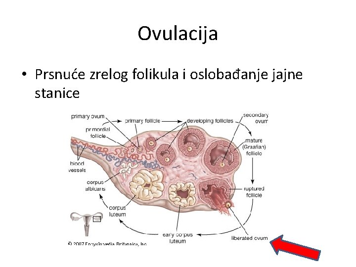 Ovulacija • Prsnuće zrelog folikula i oslobađanje jajne stanice Ovulacija • Prsnuće zrelog folikula i oslobađanje jajne stanice