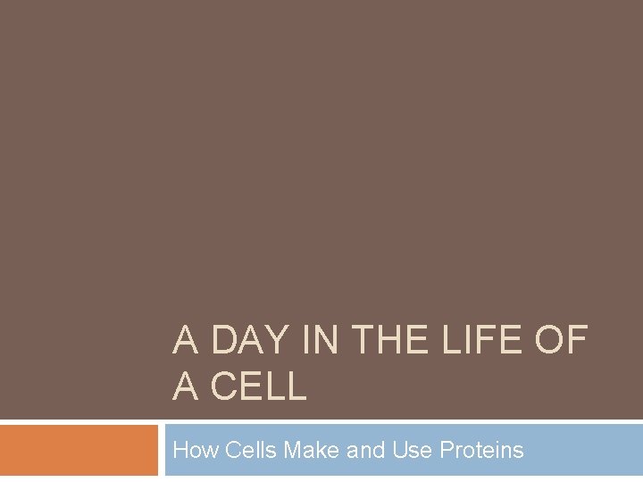 A DAY IN THE LIFE OF A CELL How Cells Make and Use Proteins