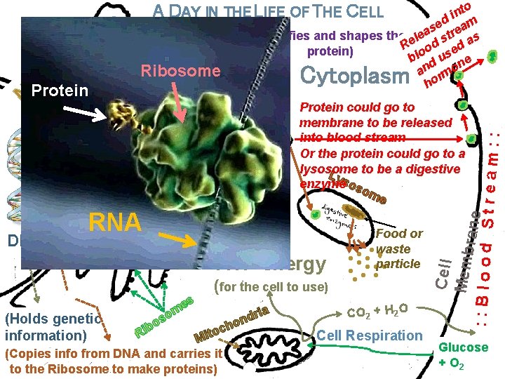 nto i ed eam i s g l Go tus (Modifies and shapes the