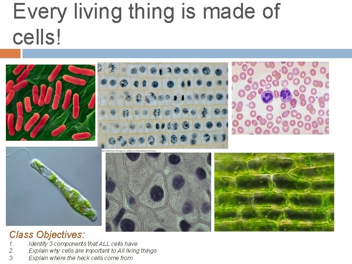 Every living thing is made of cells! Class Objectives: 1. 2. 3. Identify 3