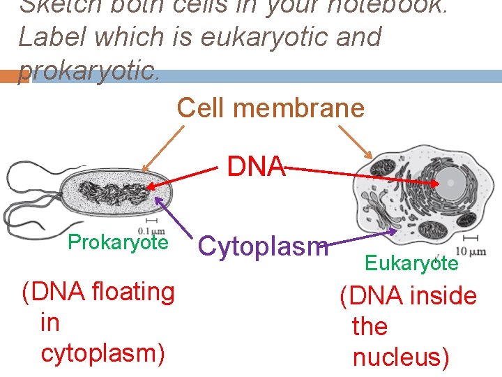 Sketch both cells in your notebook. Label which is eukaryotic and prokaryotic. Cell membrane