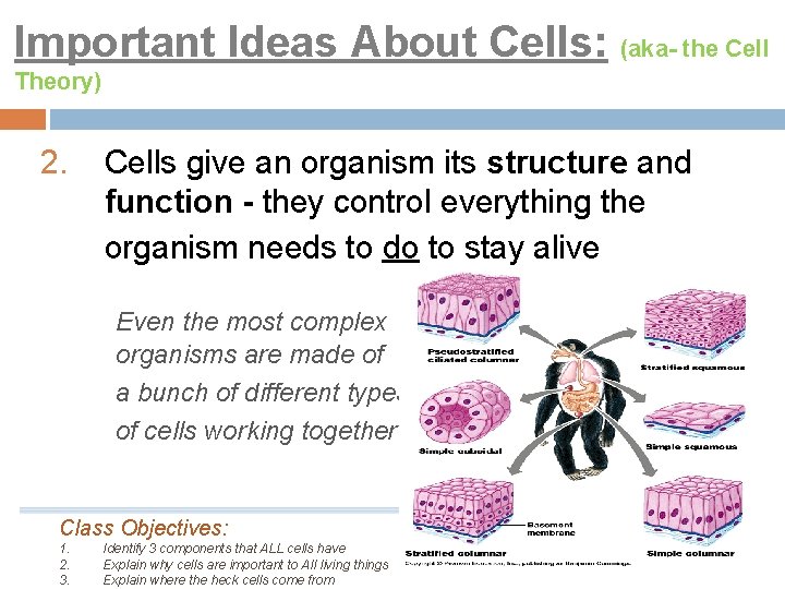 Important Ideas About Cells: (aka- the Cell Theory) 2. Cells give an organism its