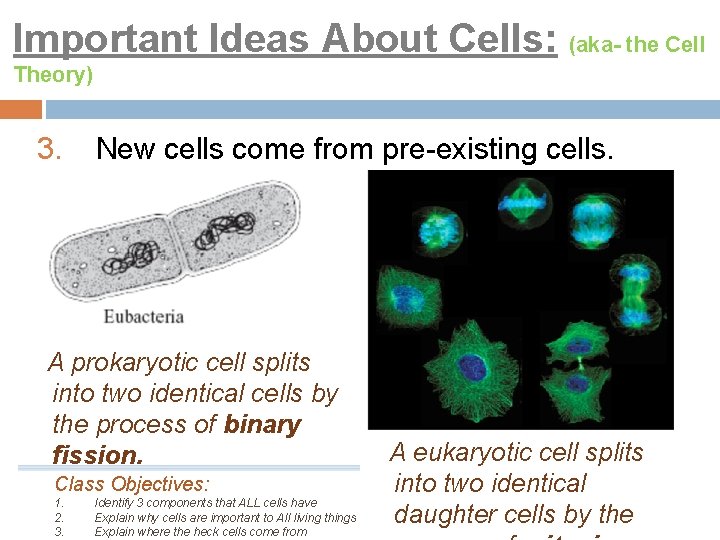Important Ideas About Cells: (aka- the Cell Theory) 3. New cells come from pre-existing