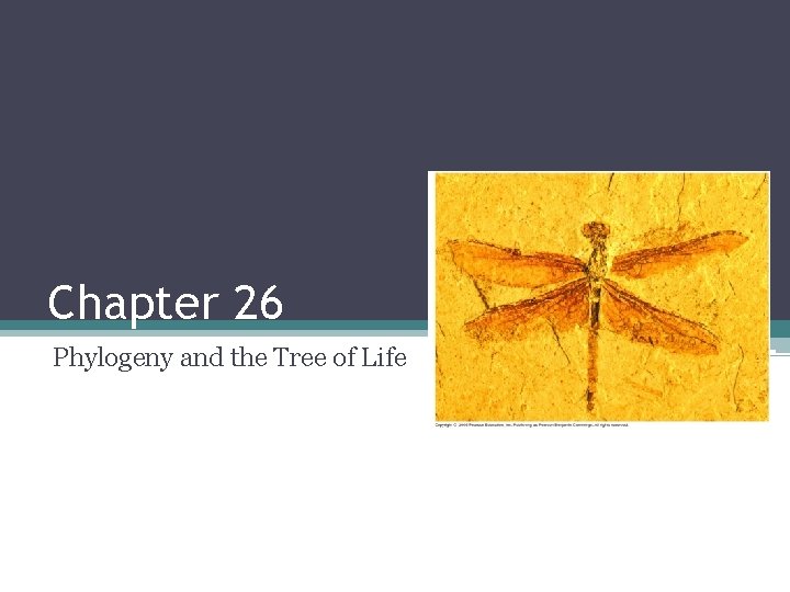 Chapter 26 Phylogeny and the Tree of Life 