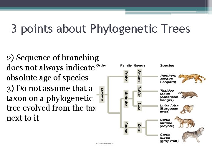 3 points about Phylogenetic Trees 2) Sequence of branching does not always indicate absolute