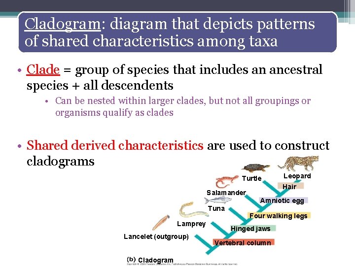 Cladogram: diagram that depicts patterns of shared characteristics among taxa • Clade = group