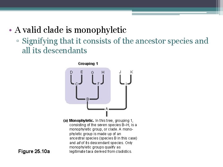  • A valid clade is monophyletic ▫ Signifying that it consists of the