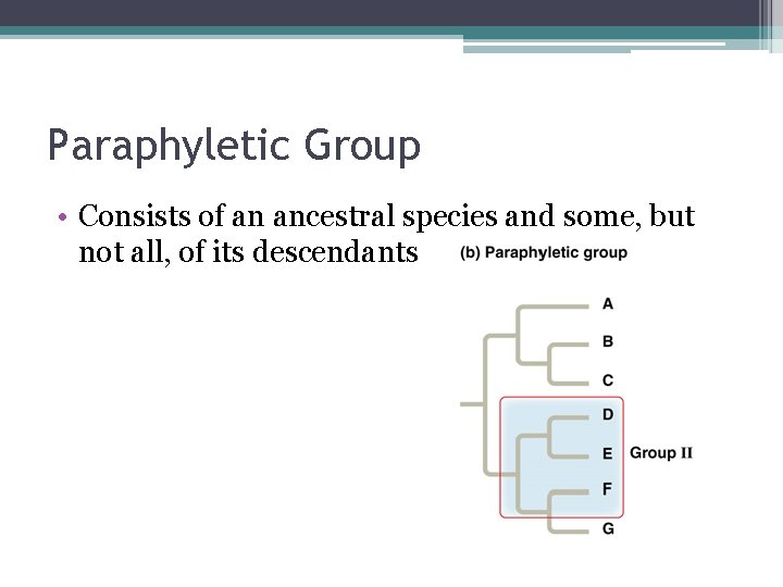 Paraphyletic Group • Consists of an ancestral species and some, but not all, of