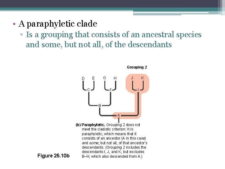  • A paraphyletic clade ▫ Is a grouping that consists of an ancestral