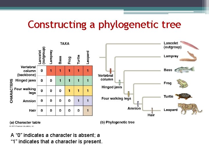 Constructing a phylogenetic tree A “ 0” indicates a character is absent; a “