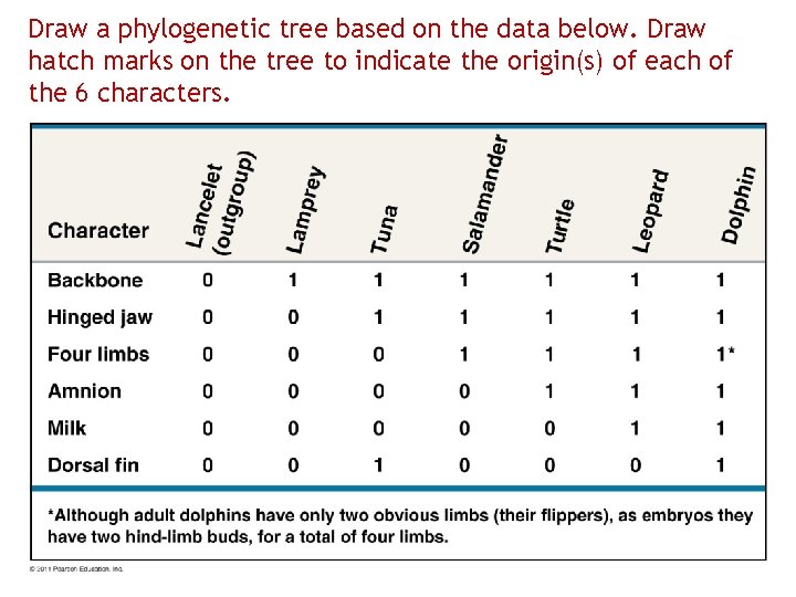 Draw a phylogenetic tree based on the data below. Draw hatch marks on the