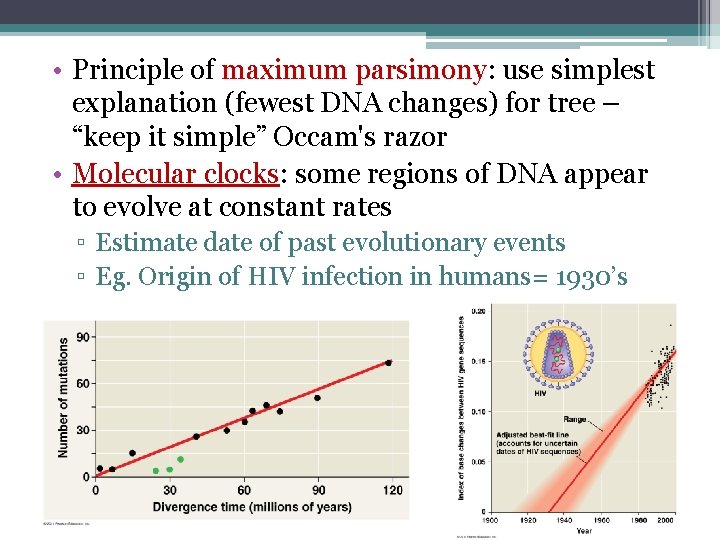  • Principle of maximum parsimony: parsimony use simplest explanation (fewest DNA changes) for