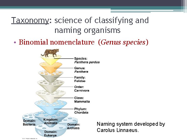Taxonomy: science of classifying and naming organisms • Binomial nomenclature (Genus species) Naming system