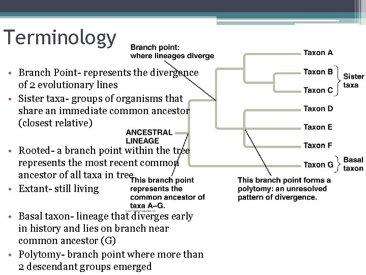 Terminology • Branch Point- represents the divergence of 2 evolutionary lines • Sister taxa-