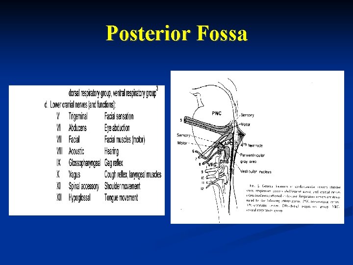 Posterior Fossa 