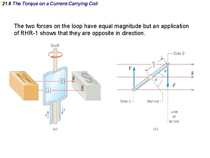 21. 6 The Torque on a Current-Carrying Coil The two forces on the loop