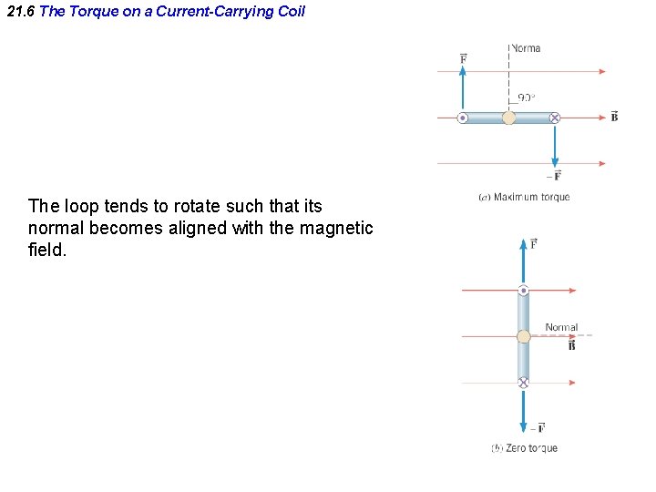 21. 6 The Torque on a Current-Carrying Coil The loop tends to rotate such