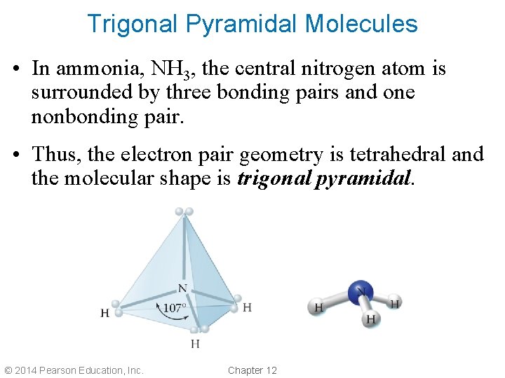 Trigonal Pyramidal Molecules • In ammonia, NH 3, the central nitrogen atom is surrounded