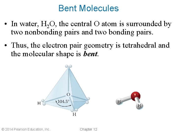 Bent Molecules • In water, H 2 O, the central O atom is surrounded