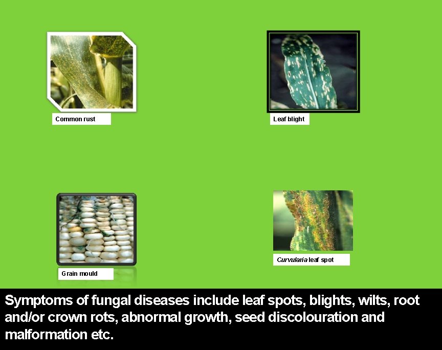 Common rust Leaf blight Curvularia leaf spot Grain mould Symptoms of fungal diseases include Common rust Leaf blight Curvularia leaf spot Grain mould Symptoms of fungal diseases include