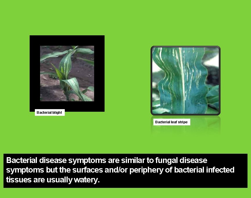 Bacterial blight Bacterial leaf stripe Bacterial disease symptoms are similar to fungal disease symptoms Bacterial blight Bacterial leaf stripe Bacterial disease symptoms are similar to fungal disease symptoms