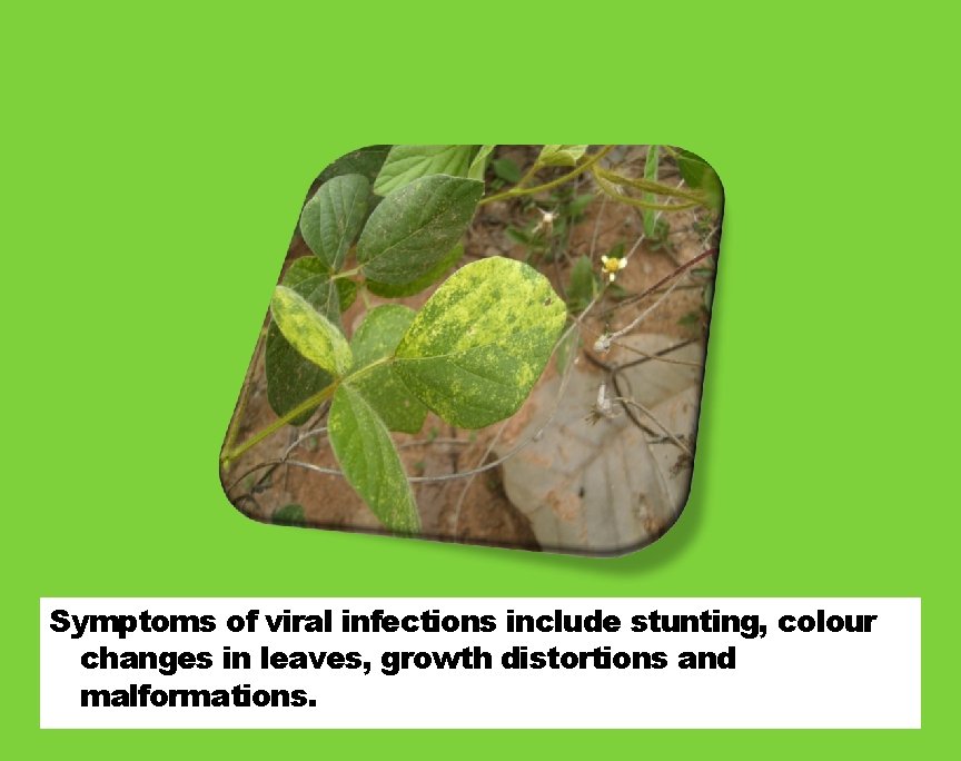 Symptoms of viral infections include stunting, colour changes in leaves, growth distortions and malformations. Symptoms of viral infections include stunting, colour changes in leaves, growth distortions and malformations.
