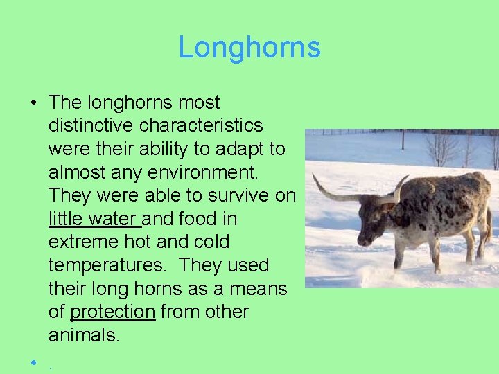 Longhorns • The longhorns most distinctive characteristics were their ability to adapt to almost