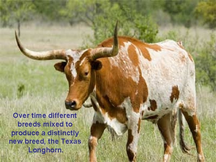 Over time different breeds mixed to produce a distinctly new breed, the Texas Longhorn.