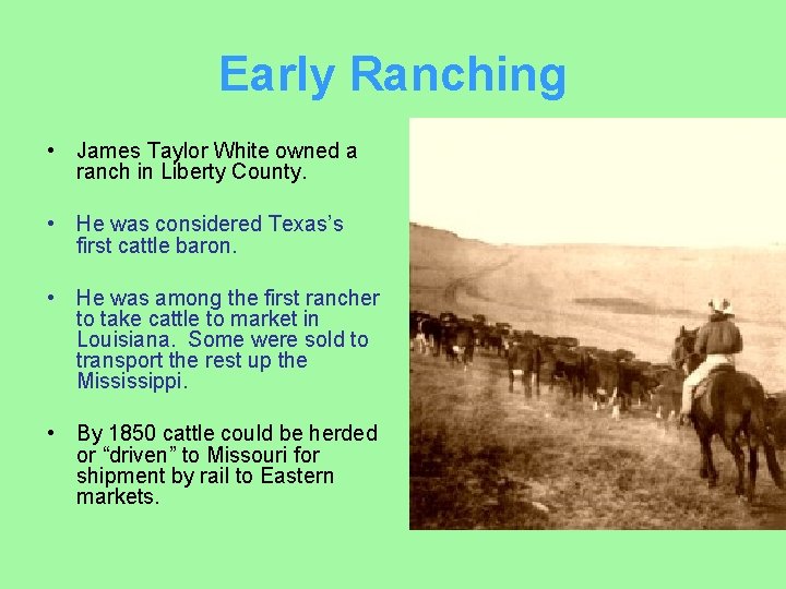 Early Ranching • James Taylor White owned a ranch in Liberty County. • He