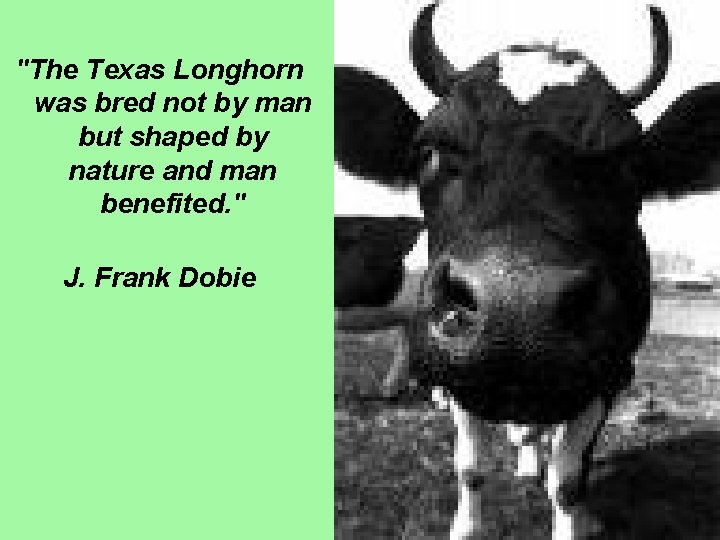 "The Texas Longhorn was bred not by man but shaped by nature and man