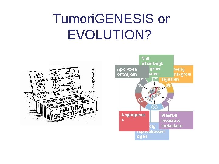 Tumori. GENESIS or EVOLUTION? Apoptose ontwijken Niet afhankelijk van groei Ongevoelig signalen voor anti-groei