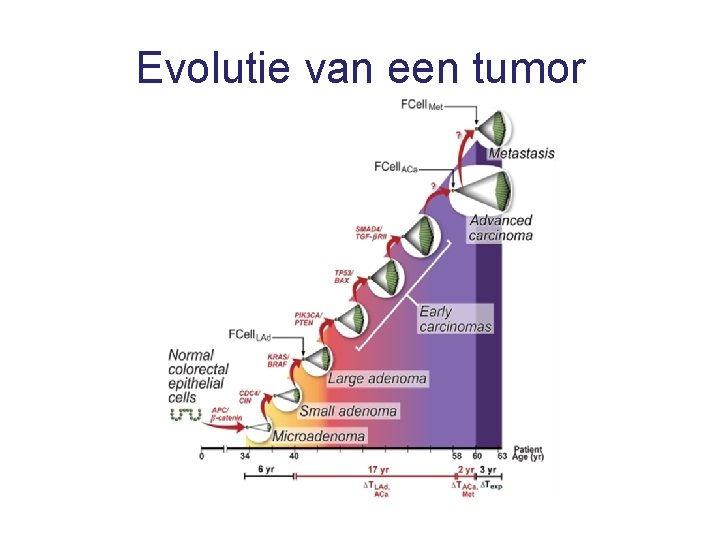 Evolutie van een tumor 