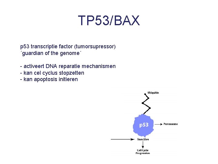 TP 53/BAX p 53 transcriptie factor (tumorsupressor) ´guardian of the genome´ - activeert DNA